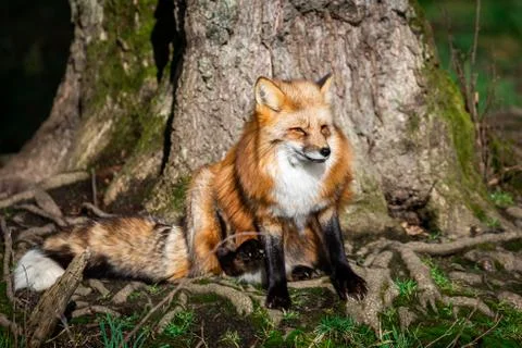 Red fox in the forest Stock Photos
