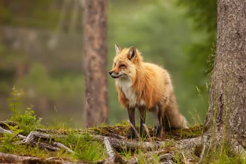 Red fox in a forest with a trees in the background Foto stock