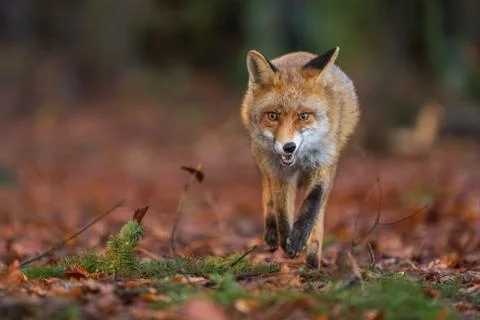 Red fox from front closeup view. Beast of prey in the forest. Autumn season Stock Photos