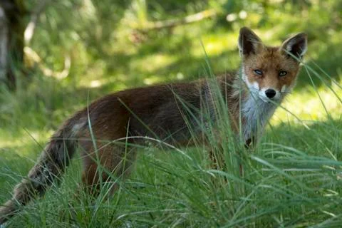 Red fox in grass Stock Photos