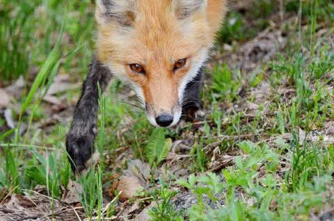 Red fox in a grassy area Stock Photos