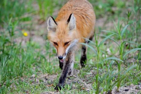 Red fox in a grassy area Stock Photos