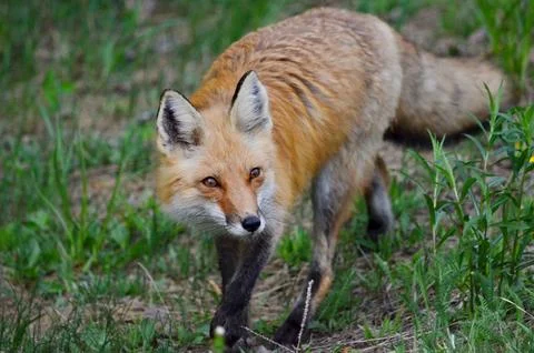 Red fox in a grassy area Stock Photos