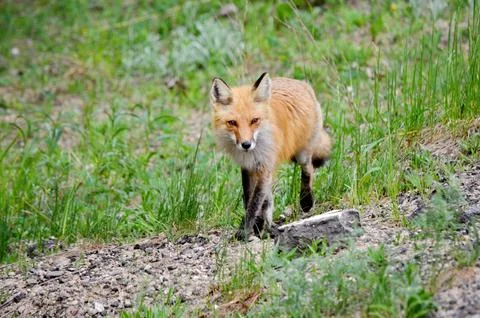 Red fox in a grassy area Stock Photos