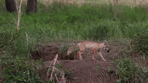 Red fox on green meadow. Fox in the wild Stock Footage 85318102