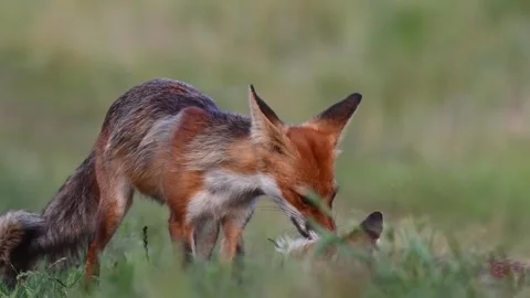 Red Fox grooming another in the wild slow motion. Close up. Stock-Footage 291714016