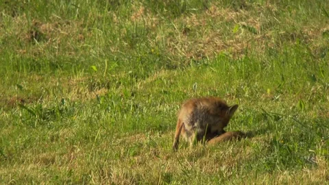 Red fox grooming itself on summer meadow, peaceful and natural Stock Footage 330471590