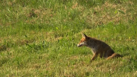 Red fox grooming itself on summer meadow, peaceful and natural Stock Footage 330471594