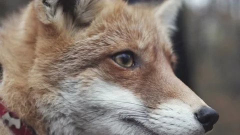 Red fox head extreme closeup view, domesticated animal, rush in background Video stock 171554544