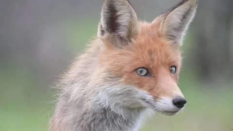 Red Fox Head Vulpes vulpes. Close up. Slow motion Stock Footage 152735367