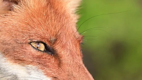Red Fox Head Vulpes vulpes on a beautiful green background. Stock-Footage 303378130