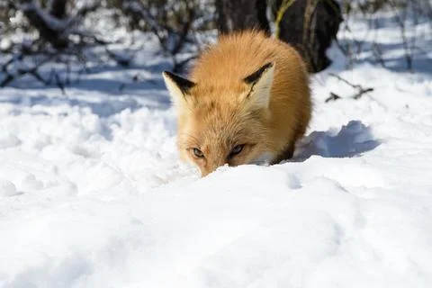 Red fox hiding behind a mound of snow Stock Photos