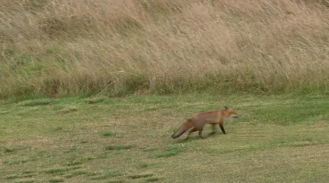 RED FOX ON THE HUNT Stock Footage 58741598