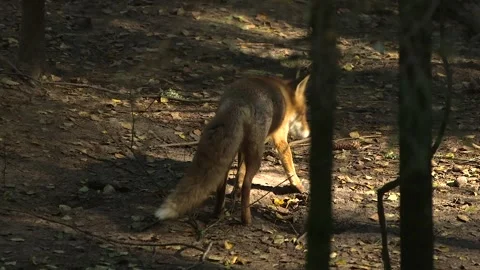 Red Fox Hunted the Mouse, Eats it Stock Footage 268725196