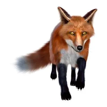 Red Fox Stock Illustration