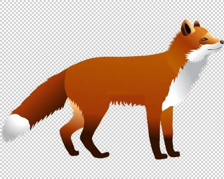Red fox Stock Illustration