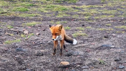 Red fox, isolated close up shots of fox moving Stock Footage 142929960