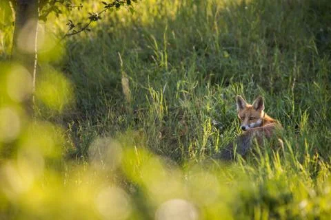 Red fox in its natural habitat - wildlife shot Fotos de archivo