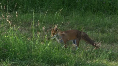 Red fox jumping for prey in mown meadow Stock Footage 327323123