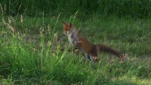 Red fox jumping for prey in mown meadow (slow motion) Stock Footage 328290311