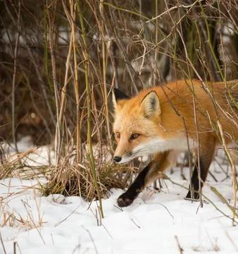 Red Fox Jumping in Snowy Winter Landscape Stock Photos