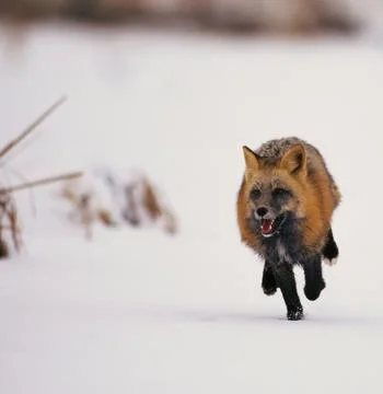 Red Fox Jumping in Snowy Winter Landscape Stock Photos
