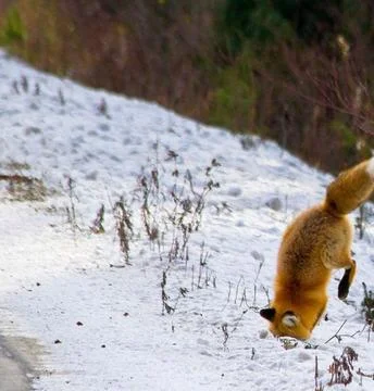 Red Fox Jumping in Snowy Winter Landscape Stock Photos