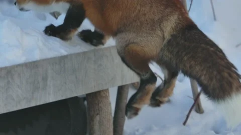 Red fox jumps up onto planter box slomo winter Stock Footage 170836844