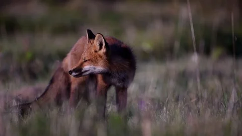 Red Fox Kit 4 months old Vulpes Vulpes Stock Footage 94195796