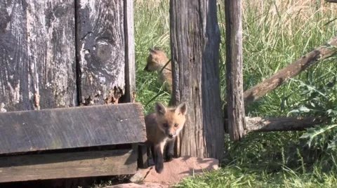 Red Fox Kit Dives Into Den Video stock 49965200