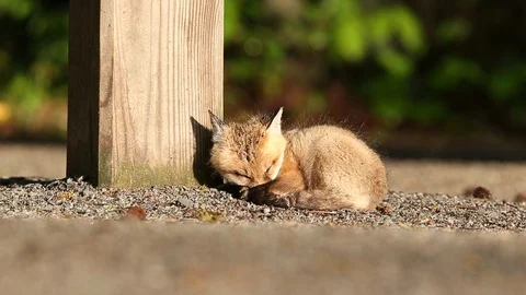 Red Fox kit Video stock 119344833