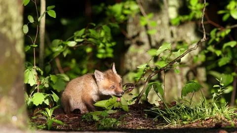 Red Fox kit Video stock 168548201