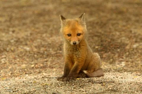 Red fox kit 写真素材