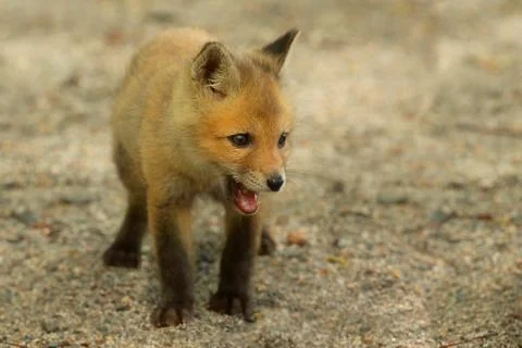 Red fox kit Stock Photos