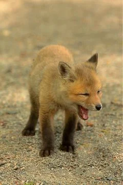 Red fox kit Stock Photos