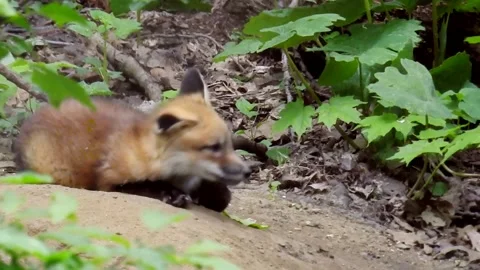 Red Fox Kit Pup Young Resting near Den Stock Footage 151337573
