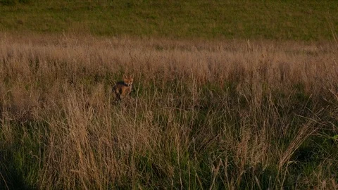 Red fox kit. Red fox puppy. Juvenile red fox. Red fox pup. Little fox Video stock 76047959