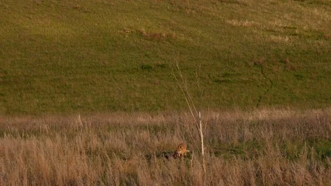 Red fox kit. Red fox puppy. Juvenile red fox. Red fox pup. Little fox Stock Footage 76048007