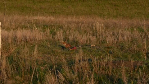 Red fox kit. Red fox puppy. Juvenile red fox. Red fox pup. Little fox Video stock 76048268