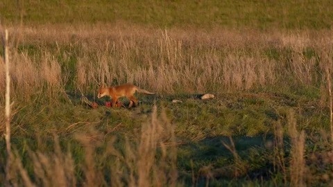 Red fox kit. Red fox puppy. Juvenile red fox. Red fox pup. Little fox Video stock 76048369