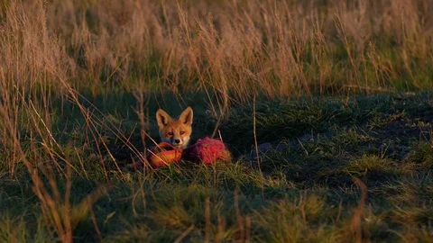 Red fox kit. Red fox puppy. Juvenile red fox. Red fox pup. Little fox Video stock 76048502