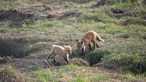 Red fox kit running in slow motion past it den Stock Footage 240431208