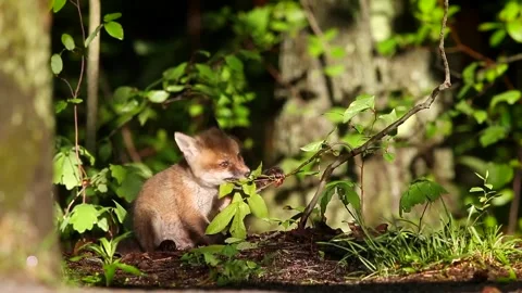 Red Fox kit snacking on leaves Stock Footage 313335859