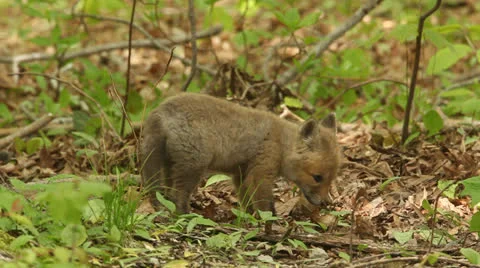 Red Fox Kit (vulpes) Stock Footage 25232471