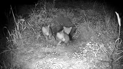Red Fox kits in the den Vulpes vulpes at night Видео 241495053