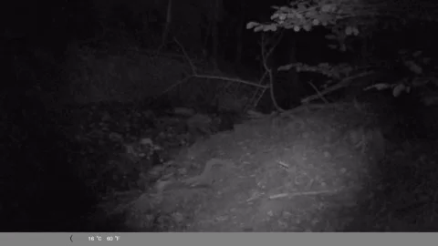 Red Fox Kits Running Through Forest at Night – Wildlife Camera Trap Footage Stock Footage 341805240