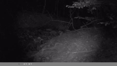 Red Fox Kits Running Through Forest at Night – Wildlife Camera Trap Footage Stock Footage 341805418