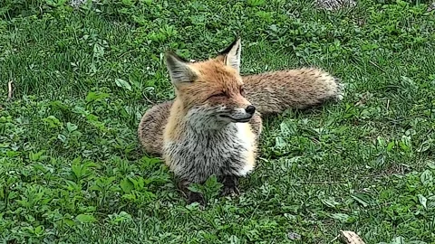 A red fox on the lawn observes its surroundings Stock Footage 239954978