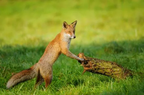 Red fox leaning to tree trunk Stock Photos