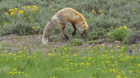 Red Fox leaping into the air as hit hunts for rodents Vidéo 132682435